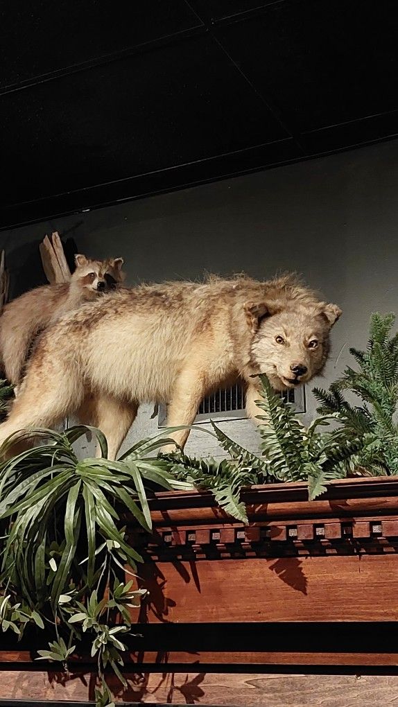 Menacing Full Mount Coyote