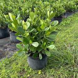 Clusias (Privacy Hedges)