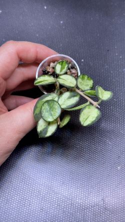 Hoya Mathilde Variegated ( Small Leaves )