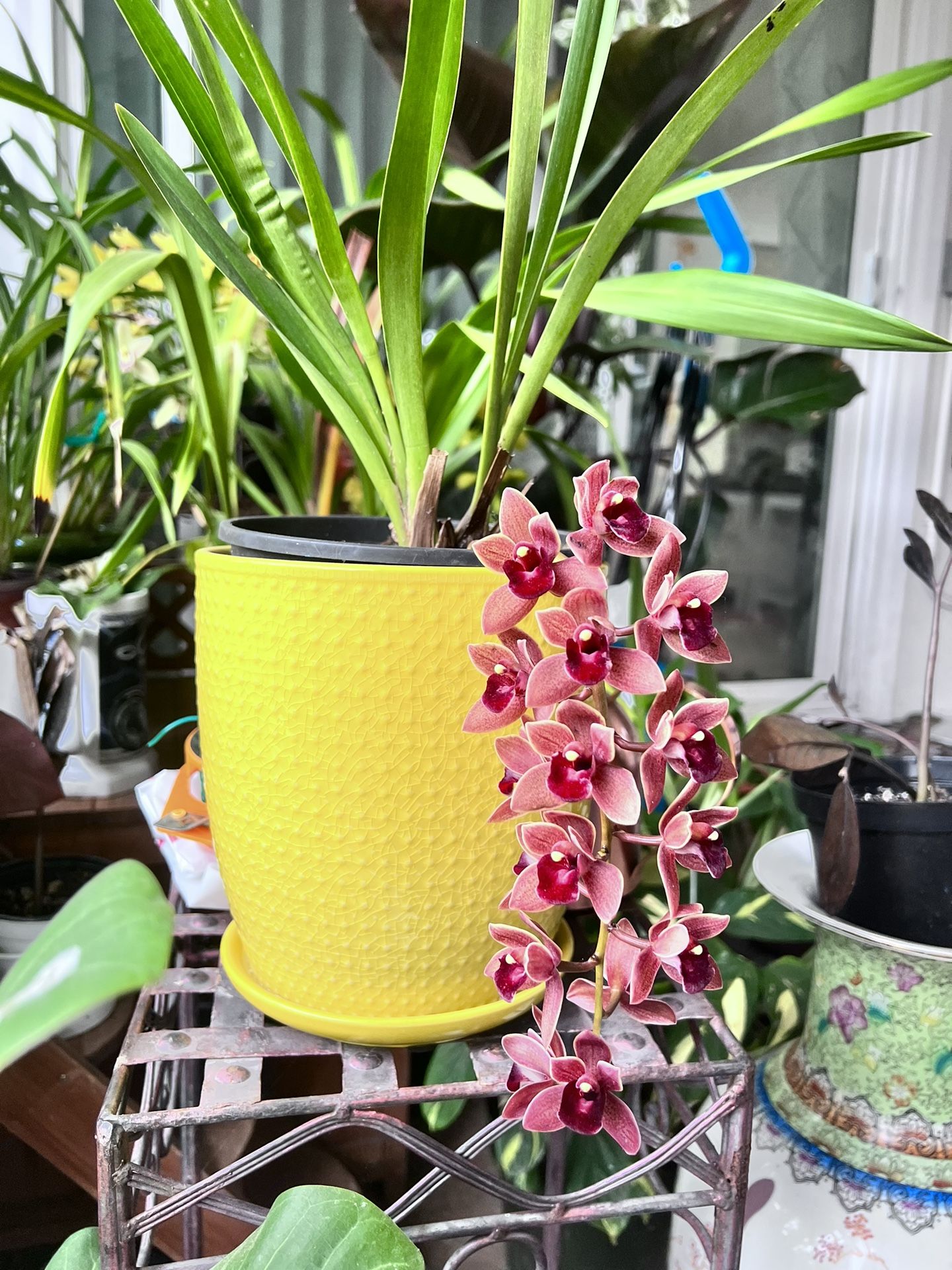 Cascading Cymbidium Orchid