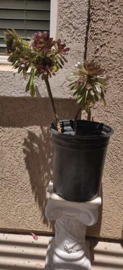 Large Succulent Plant
