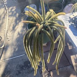 Rat tail  have flowers now