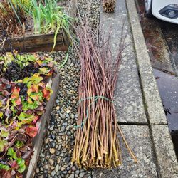 Apple Tree Branches for Garden Fencing, etc.