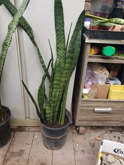 Snake plant