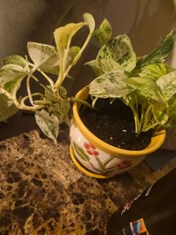 Silver pothos plus flower pot for sale