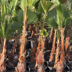 Palmas Washingtonia 3gallon 3ft Tall 