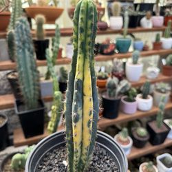 🌵 San Pedro Variegata • Trichocereus Pachanoi Variegated • Rare Plants • 🌵 