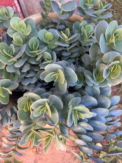 Mariner’s Kalanchoe