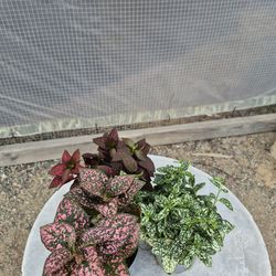 Polka Dot Plants 4" Pot $3 Each/ 2 For $5