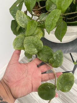 Hoya plant
