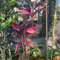 Four Dollars For Cuttings Or $10 For A Rooted Plant