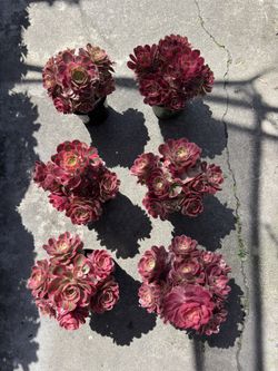 Aeonium Pink Girl Cluster $50ea