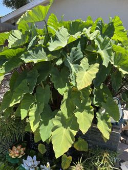 Elephant Ear Taro Pond Plants koi goldfish