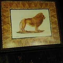 Safari 8x10s. $25 For All