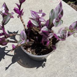 Pink Tradescantia