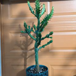 Euphorbia lactea variegata