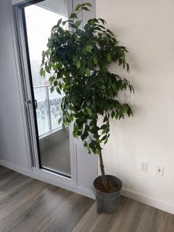 $10 tree (paid $125)