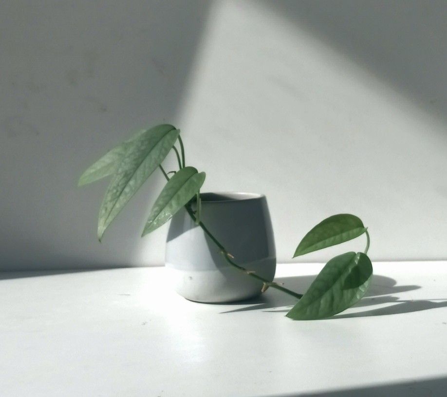 Lush Trailing Rare Cebu Blue Pothos Plant/ House Plant/ Indoor Plant Flower Patio Garden
