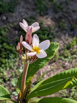 Plumeria Tree
