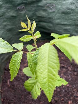 Black walnut sapling