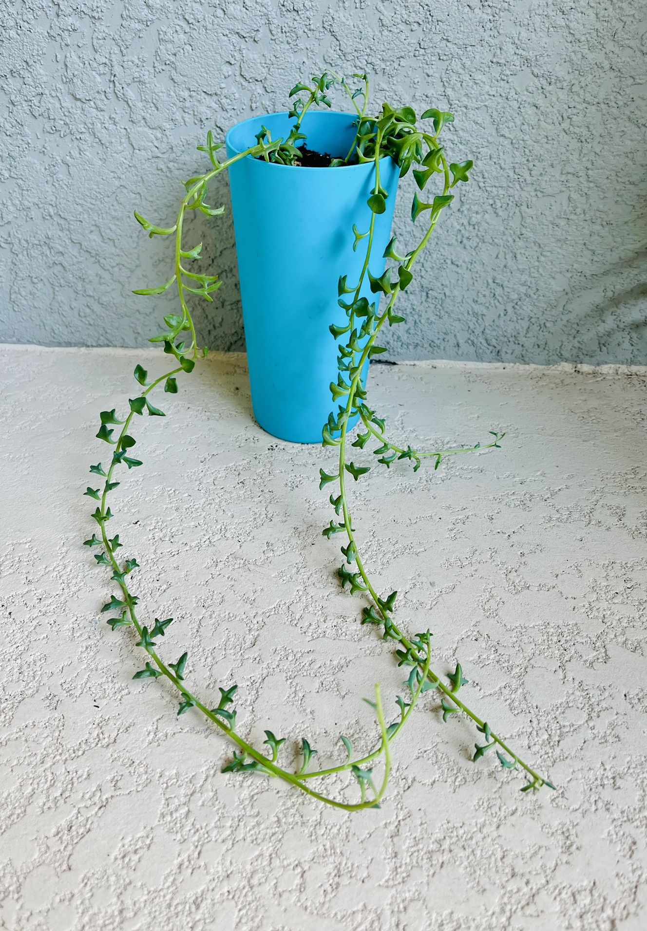 String Of Dolphins 🐬 Plant 