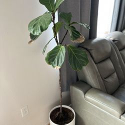 indoor fig plant