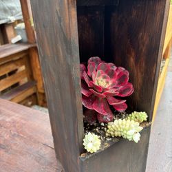 Succulents Asian