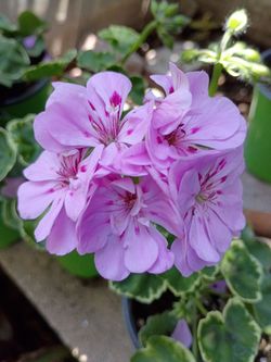 IVY GERANIO VARIEGADO