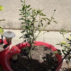 Calamondin Citrus ‘Calamansi’ Plant Tree