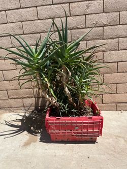 Big plant