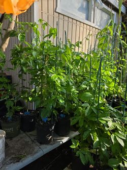 Passionfruit Plant Passiflora Edulis Purple Passion 4-5 foot plus inch.