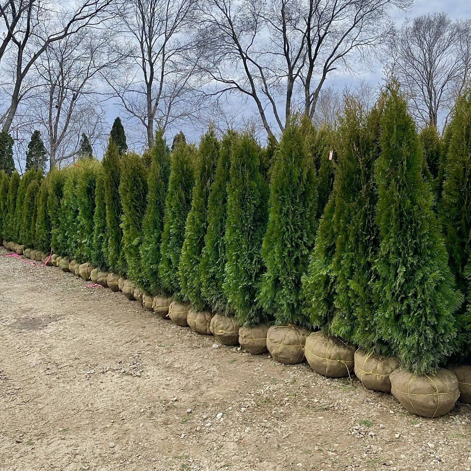 Privacy Tree Sale FREE DELIVERY! Emerald Green & Green Giants