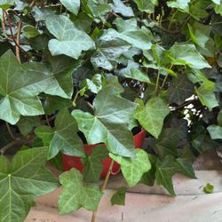 Ivy Plants In Pot Decorative Green Plant