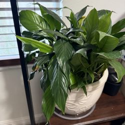 Piece Lilly In 10 Inch Pot 