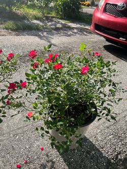 Rosas