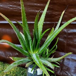 #5 Plant Aloevera 1Gallon