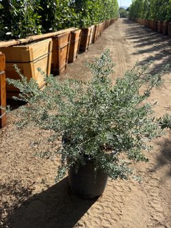 Westringia Fruticosa