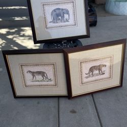 Animal Pictures