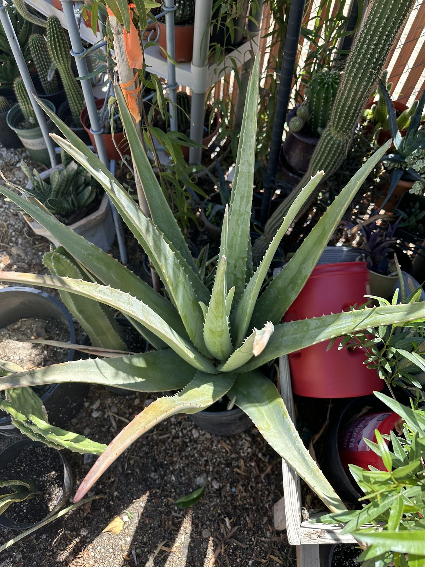 Aloe Vera