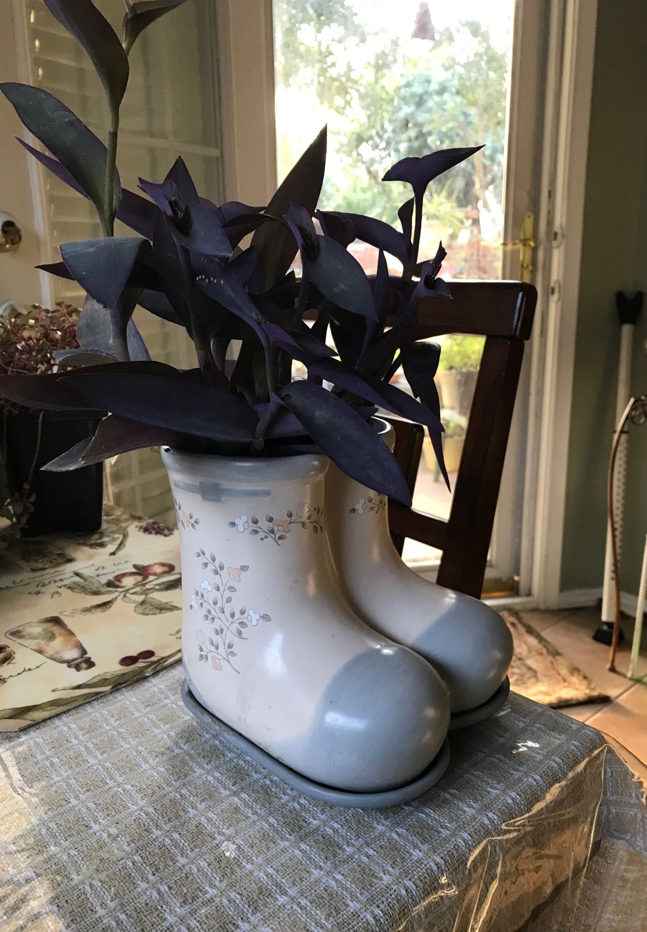 Purple pink queen in plant pot