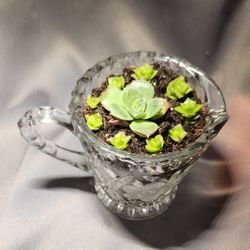 Succulent Plants in a Cute Vintage Cream Pitcher (Crystal Glass)