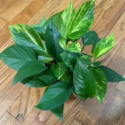 Variegated Pothos Plant