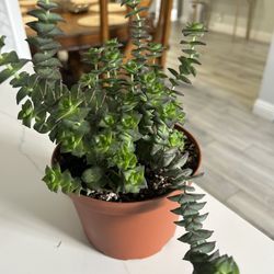 Planta Muy Saludable 