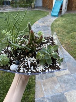 Mother’s Day plants