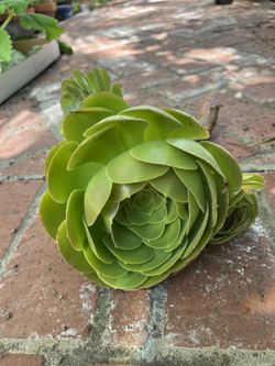 Rose Succulent