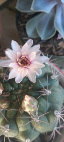 Cactus plant.
