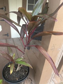 Cordyline Purple Compacta, Terminalis Ti Plants 