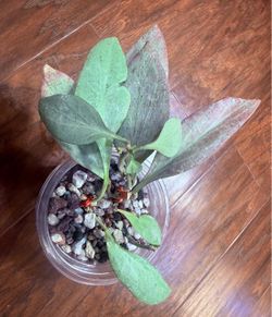 Hoya Nicholsoniae 'New Guinea Ghost'