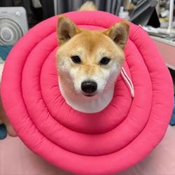 Brand New Soft Plush Dog Recovery Collar – Rose Red, 4XL