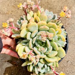 |Echeveria Elegance|'Mexican Snowball'| 6" Pot | Easy Care | Drought Tolerant Plant 🪴|